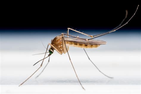 Manfaat Teknologi Ahli Nyamuk